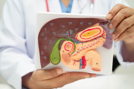 Liver with gallbladder, pancreas spleen and duodenum, Asian doctor holding human anatomy model for study diagnosis and treatment in hospital.の写真素材