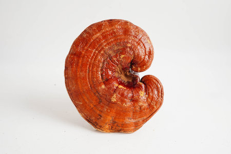 Lingzhi or Reishi mushroom with capsules, organic natural healthy food.