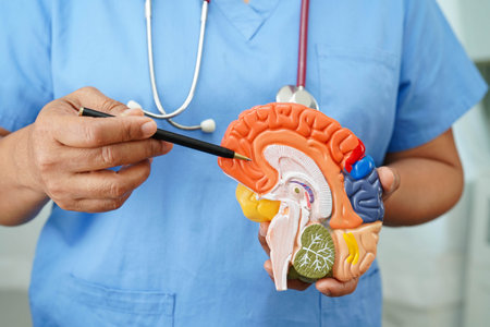 Alzheimer disease, Asian doctor holding brain anatomy model for study diagnosis and treatment in hospital.の写真素材