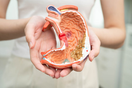 Stomach disease, Asian woman holding anatomy model for study diagnosis and treatment in hospital.の写真素材