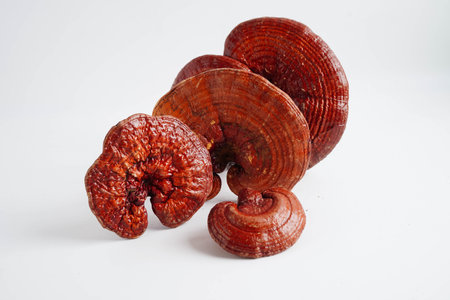 Lingzhi or Reishi mushroom with capsules, organic natural healthy food.の写真素材