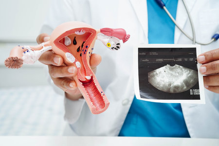 Uterus, Asian, woman holding human anatomy model.の写真素材