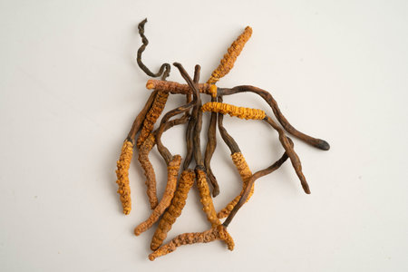 Cordyceps sinensis or Ophiocordyceps sinensis isolated on white background, mushroom herb treatment medicine.の写真素材
