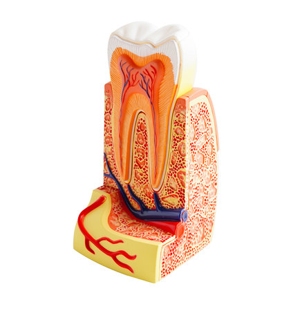 Dental implant, artificial tooth roots into jaw, root canal of dental treatment, gum disease, teeth model for dentist studying about dentistry.の写真素材
