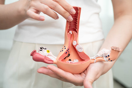 Uterus, Asian, woman holding human anatomy model.