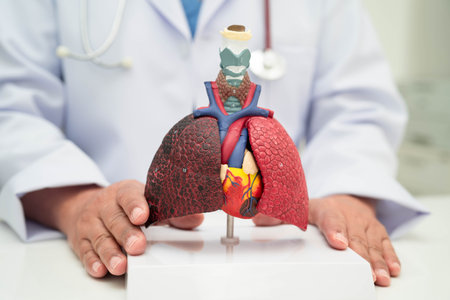 Pneumonia, lung cancer, Asian doctor holding human anatomy model for study diagnosis and treatment...