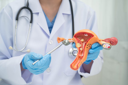 Uterus, doctor holding human anatomy model for study diagnosis and treatment in hospital.