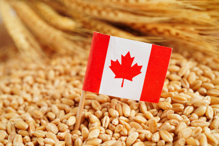 Canada flag on grain wheat, trade export and economy concept.の写真素材