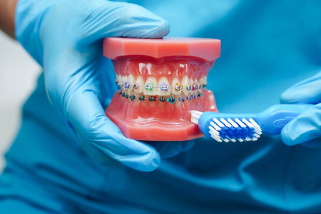 Doctor clean teeth denture with toothbrush for teach patient and dentist studying about dentistry.