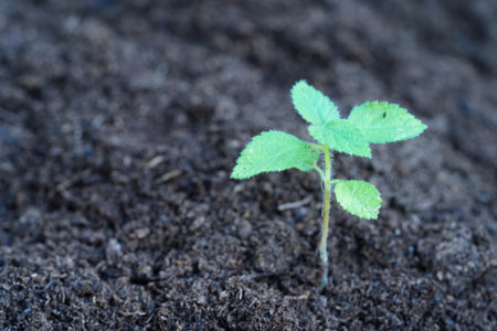 Tree growing with hand, eco earth day, save world, save earth, go green