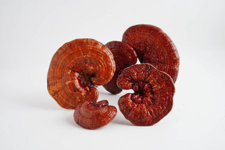 Lingzhi or Reishi mushroom with capsules, natural healthy food.の写真素材