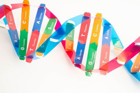 DNA molecule spiral structure model isolated on white background, chromosome and gene chemical science biology.の写真素材