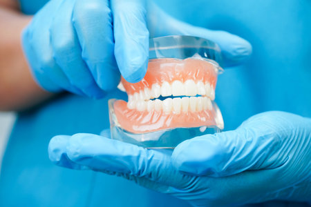 Dental teeth model on white background for learn about dentistry.