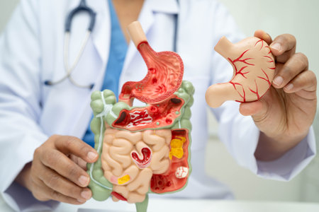 Digestive system with stomach and intestine, Asian doctor holding human anatomy model for study...