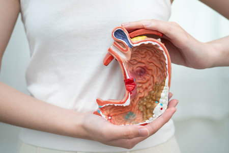 Stomach disease, Asian woman holding anatomy model for study diagnosis and treatment in hospital.の写真素材