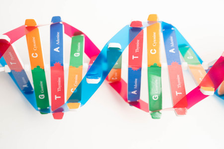 DNA molecule spiral structure model isolated on white background, chromosome and gene chemical science biology.の写真素材