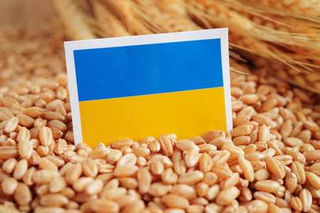 Ukraine flag on grain wheat, trade export and economy concept.の写真素材