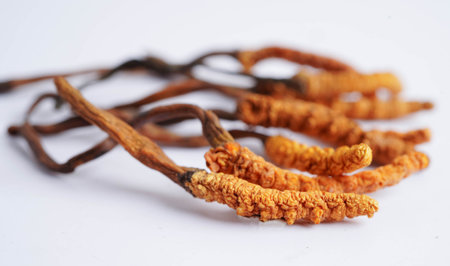 Cordyceps sinensis or Ophiocordyceps sinensis isolated on white background, mushroom herb treatment medicine.の写真素材