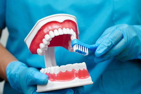Doctor clean teeth denture with toothbrush for teach patient and dentist studying about dentistry.