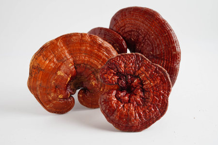 Lingzhi or Reishi mushroom with capsules, organic natural healthy food.