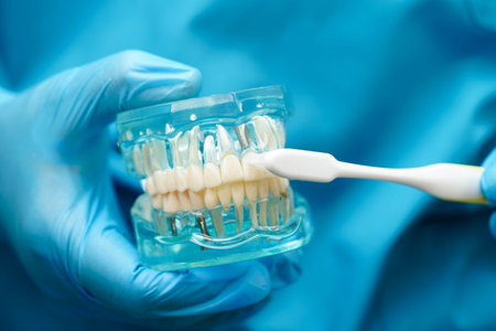 Doctor clean teeth denture with toothbrush for teach patient and dentist studying about dentistry.