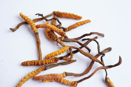 Cordyceps sinensis or Ophiocordyceps sinensis isolated on white background, mushroom herb treatment medicine.の写真素材