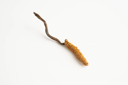 Cordyceps sinensis or Ophiocordyceps sinensis isolated on white background, mushroom herb treatment medicine.の写真素材