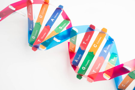 DNA molecule spiral structure model isolated on white background, chromosome and gene chemical science biology.の写真素材