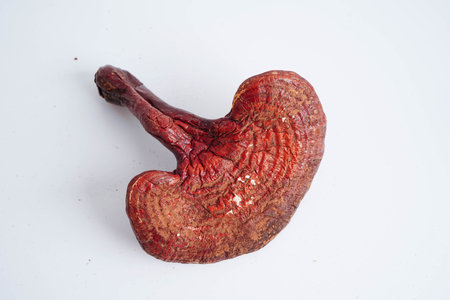 Lingzhi or Reishi mushroom, organic natural food.の写真素材