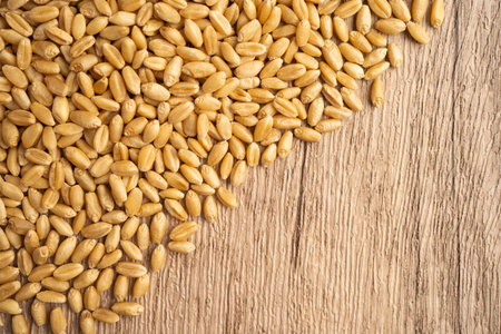 Wheat and grains ears agricultural, organic farm concept.の写真素材