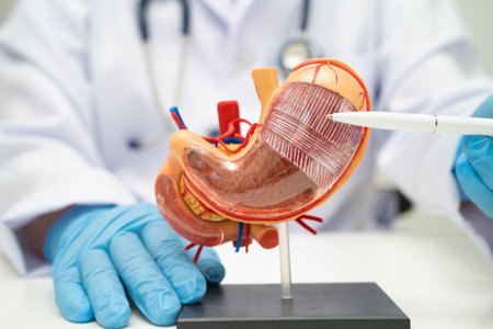 Stomach disease, doctor holding anatomy model for study diagnosis and treatment in hospital.の写真素材