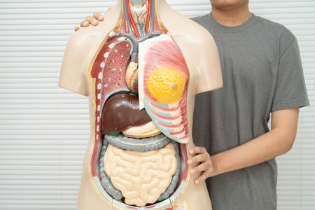 Asian student learning with human body model in anatomy biology in classroom at high school.