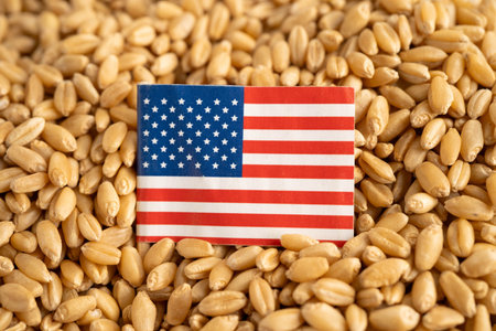 USA America flag on grain wheat, trade export and economy concept.