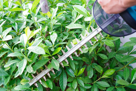 Gardener trimming bush by electric hedge clippers in garden. Hobby at home.