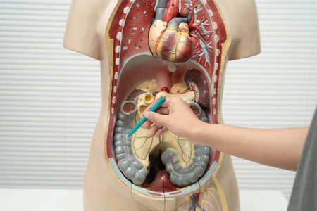 Asian student learning with human body model in anatomy biology in classroom at high school.