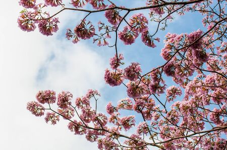 Pink trumpet treeの写真素材