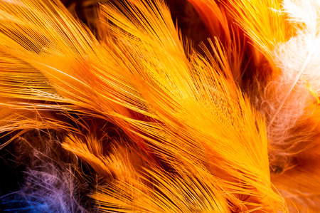feather macro close up abstract background