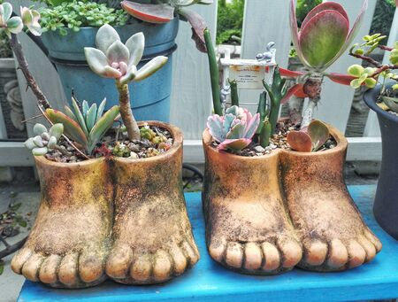 Feet shape flower pot with succulent plants, Creative flower arrangementsの写真素材