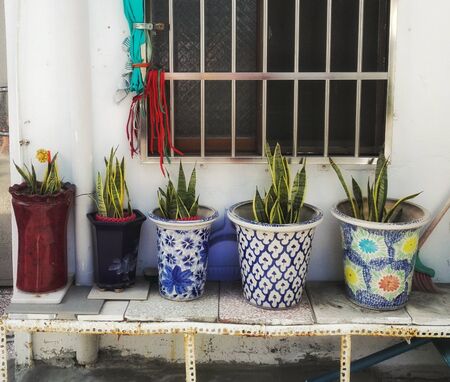 Row of potted plants outside window, Green fingers conceptの写真素材
