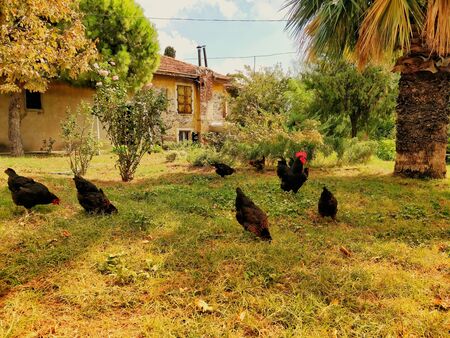 Group of hens standing on a grass covered backyardの写真素材