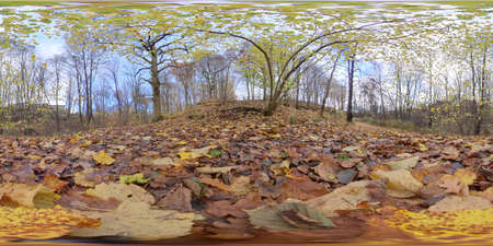 Autumn Leaf Color Forest Ground, Fall Foliage, Low Angle, 360, VRの写真素材