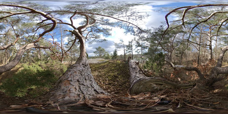 Pine Forest Trees and Branches, 360 VRの写真素材