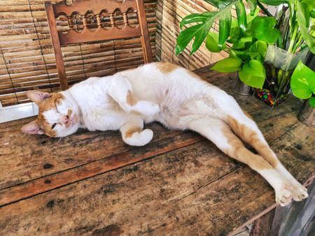 Sleepy Cat Laying Down and Stretching Out Legs on a Table Next to Plantの写真素材