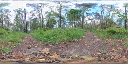 360 VR - Hiking Trail in Boreal Forestの写真素材