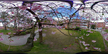 Inside Cherry Blossom Tree, Green Lawn and Apartment Buildings, 360 VR