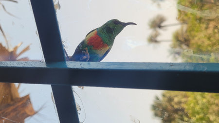Curious Beautiful Sunbird at the Windowの写真素材