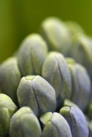Blue hyacinth flowers opening. Macros, shallow DOF.