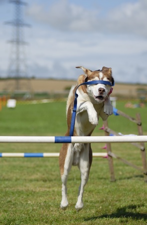 Husky-cross dog jumping an agility barrier with lead covering his eyes.のeditorial素材