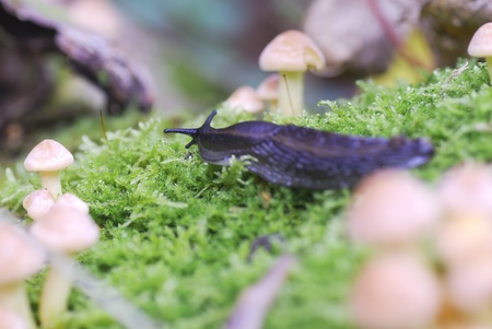 Macro photograph of black slug amongst small toadstalls. の写真素材