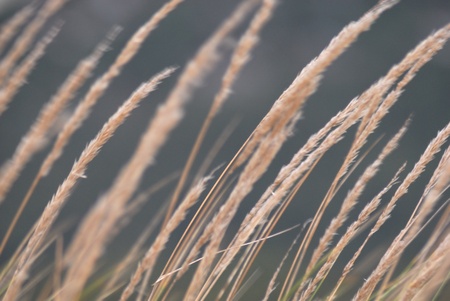 Tight composition of reeds showing movement.の写真素材